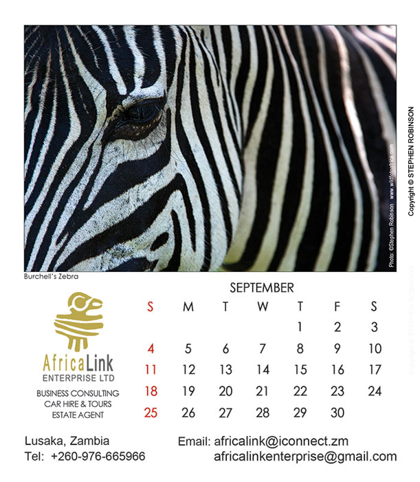019_Artwork-Pg10-Sept-Zebra