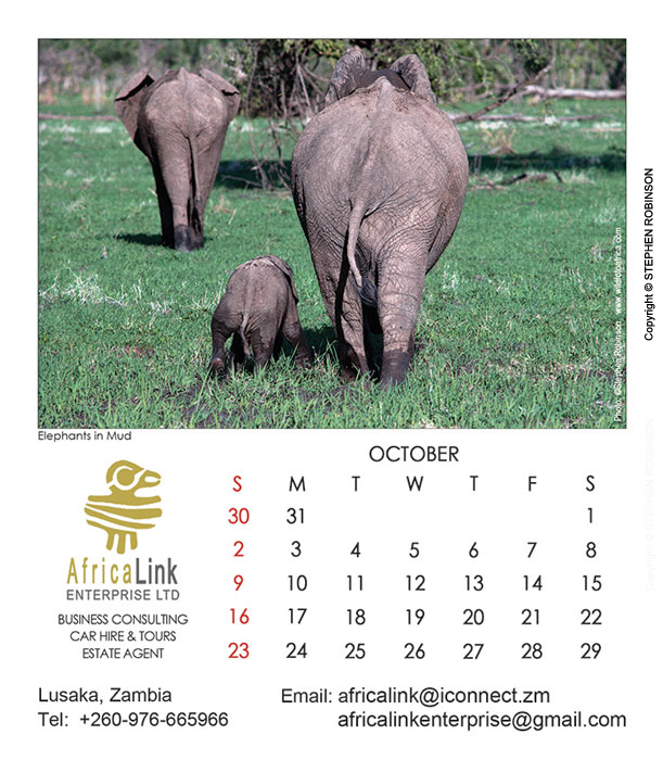 021_Artwork-Pg11-Oct-Elephants