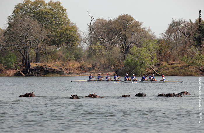 06_SZmR.0359-Rowing-&-Zambezi-Wildlife-Cape-Town-Crew-&-Hippos
