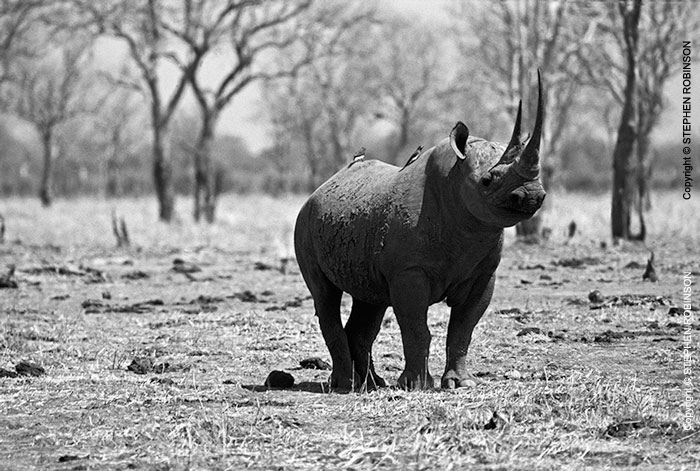 002_MR.500BW--EXTINCT-Luangwa-Valley-Black-Rhino