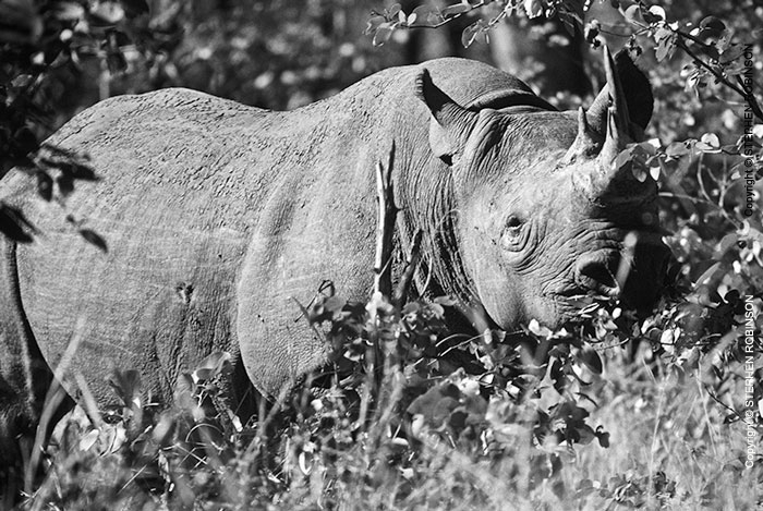 003_MR.501BW--EXTINCT-Luangwa-Valley-Black-Rhino-population