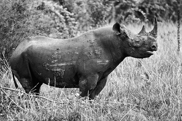 005_MR.503BW-EXTINCT-Luangwa-Valley-Black-Rhino