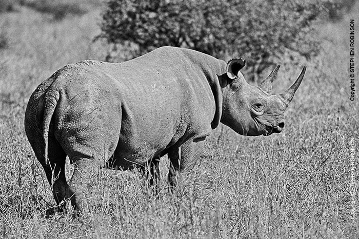 006_MR.BW.043.24-EXTINCT-Luangwa-Valley-Black-Rhino