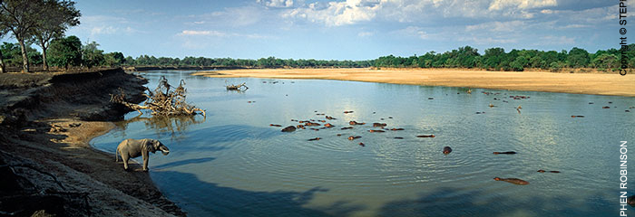 WILDLIFE-Luangwa-No.1-LZmE.320-Elephant-at-Hippo-Junction,-Luangwa-River-LR