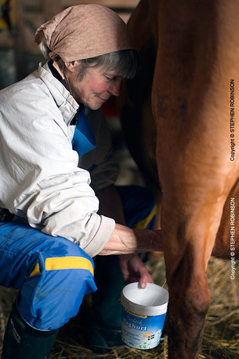 002_PSe.2536V-Inger-Hansson-hand-milking-cow-Sweden