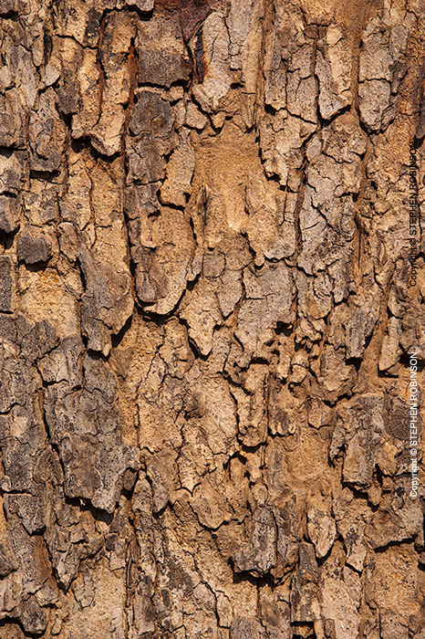 010_FT.0965V Marula Tree Bark