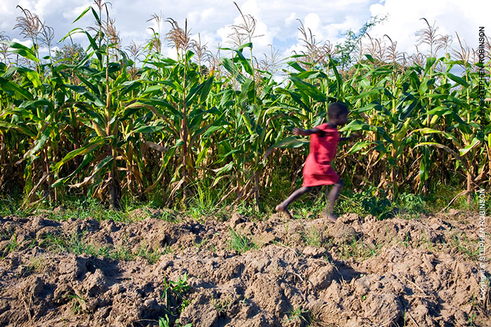 009_AgCF.0055-African-Conservation-Farming---Maize-Crop-&-Chils-Running-Zambia