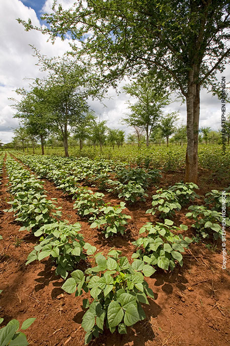 017_AgCF.0343V-African-Conservation-Farming-&-Winterthorn-Trees-Zambia