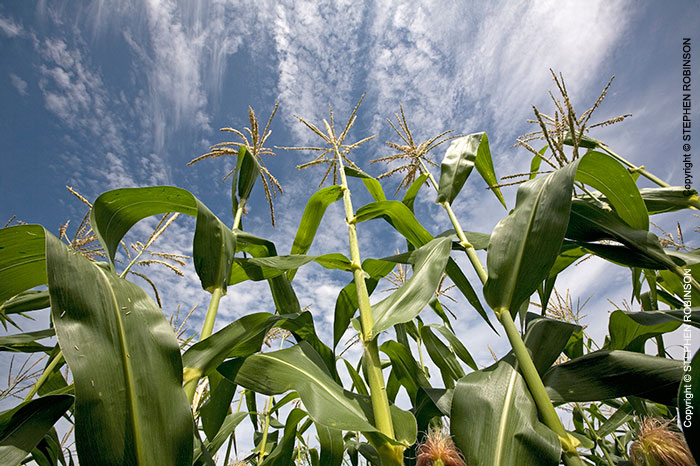 021_AgCF.1039-Conservation-Farming-Maize-&-Sky