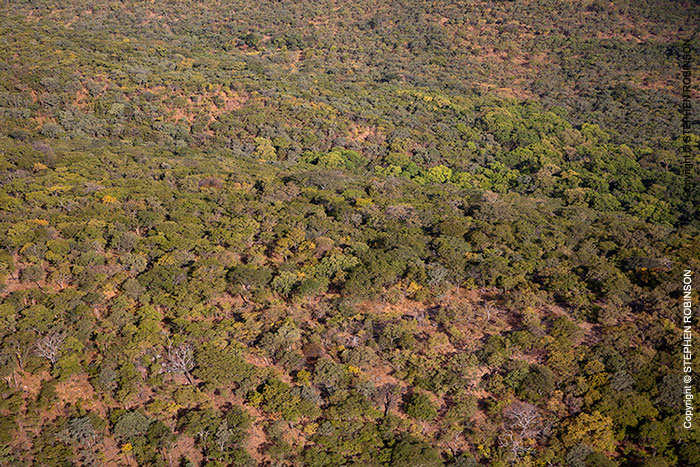 093_FT.2553-Miombo-Woodland-aerial-N-Zambia