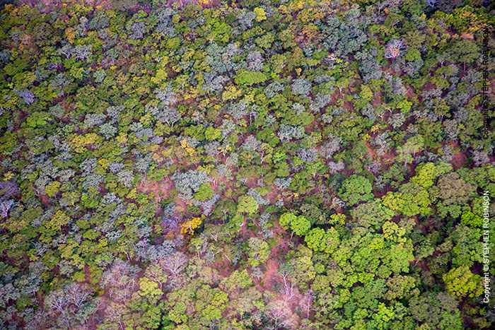 094_FT.2554-Miombo-Woodland-aerial-N-Zambia