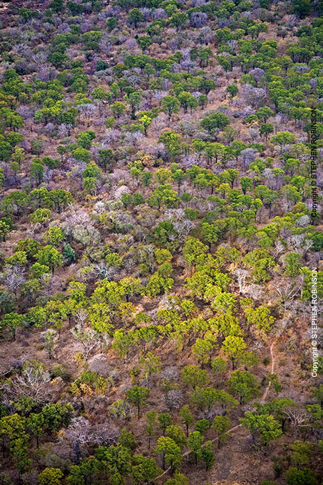 095_FT.3032V-Mopani-Woodland-aerial-E-Zambia