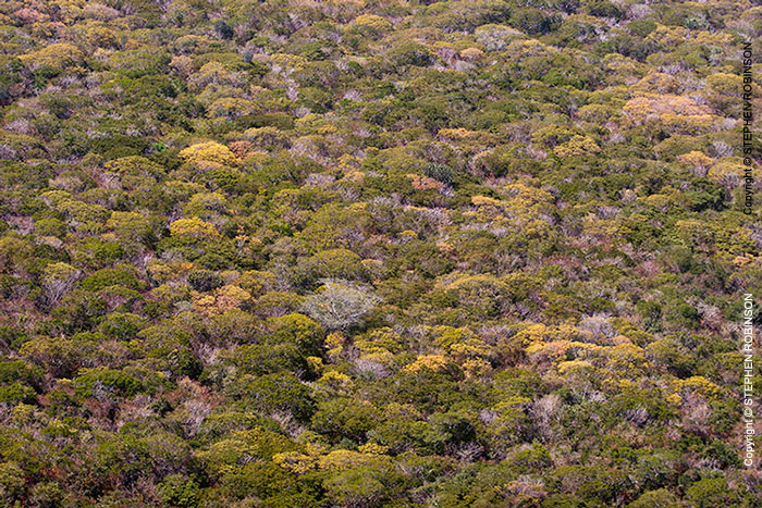 096_FT.7493-Miombo-Woodland-aerial-N-Zambia