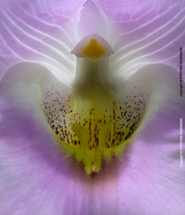 003_FP.4092V-Foxglove-Orchid-Eulophia-cucullata