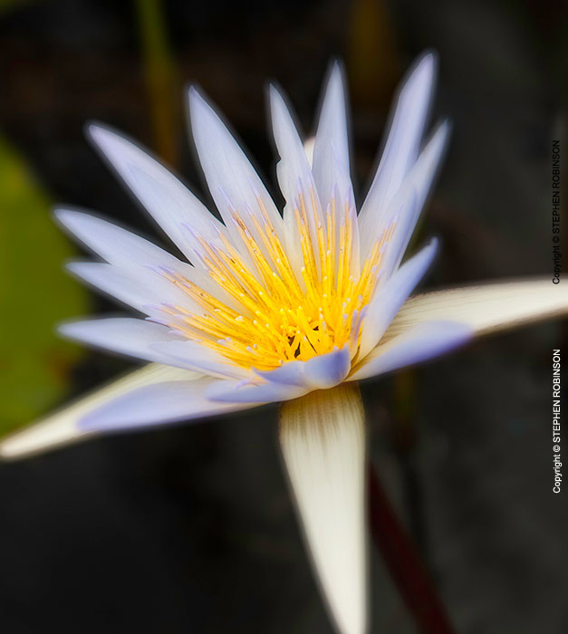 007_FP.3904VA-African-Water-Lily-Nymphaea-nouchali