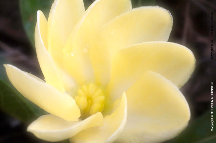 013_FP.4926-Gardenia-subacaulis#2