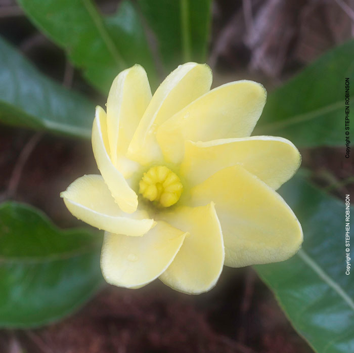014_FP.4890-Gardenia-subacaulis#2