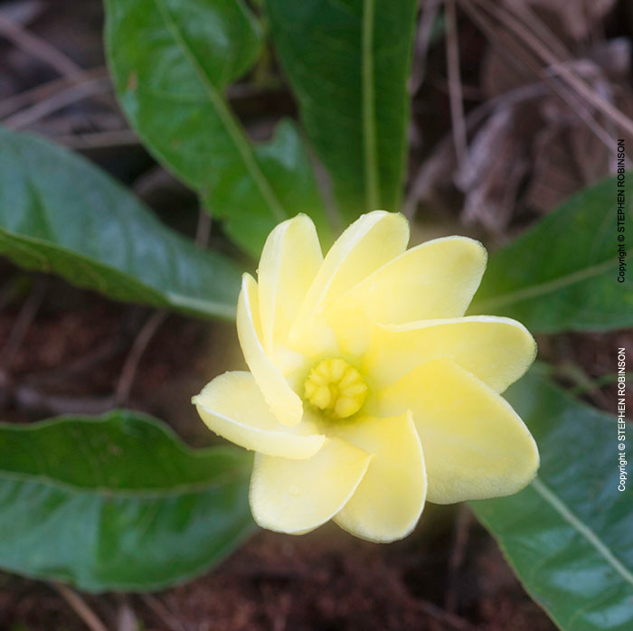 015_FP.4910-Gardenia-subacaulis-Zambia