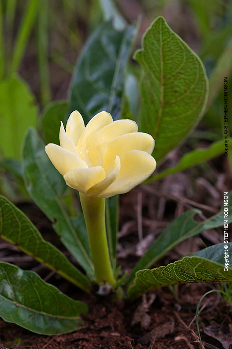 016_FP.4904V-Gardenia-subacaulis-Zambia