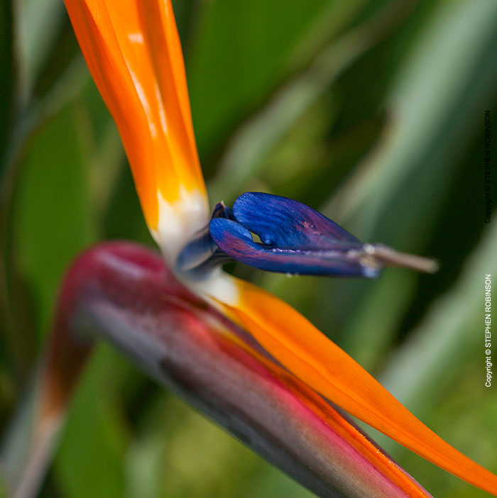030_FP.5114VA-Bird-of-Paradise-Flower-Strelitzia-reginae