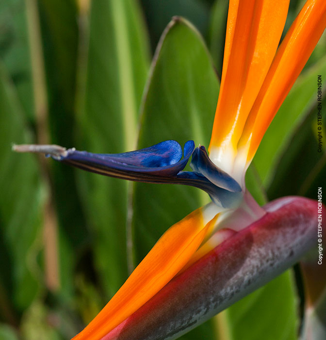 031_FP.5122VA-Bird-of-Paradise-Flower-Strelitzia-reginae