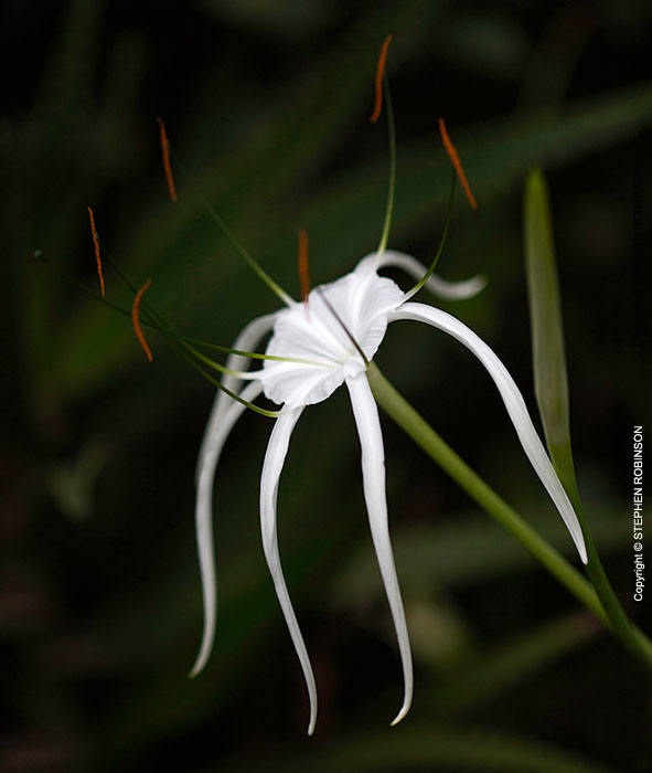 040_FP.5199VA-Spider-Lily