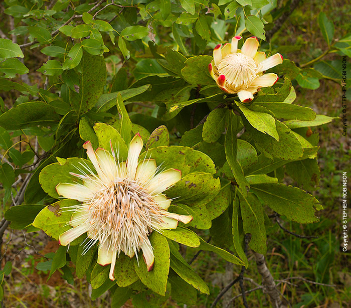063_FT_96858-Zambian-Protea-Protea-angolensis
