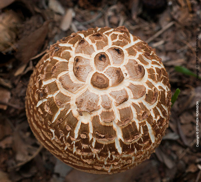 003_Fu.4866-Fungus-Afroboletis-sp.-Zambia