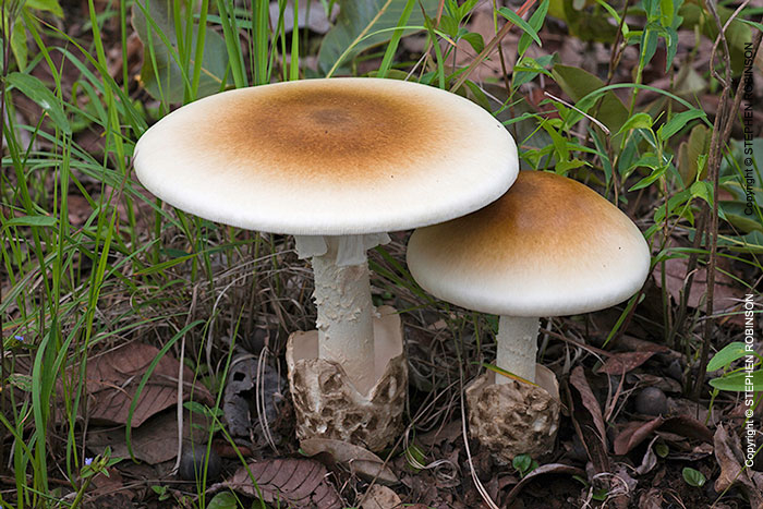 004_Fu.4869-Edible-Mushroom-30cm-'Tente'-Amanita-zambiana