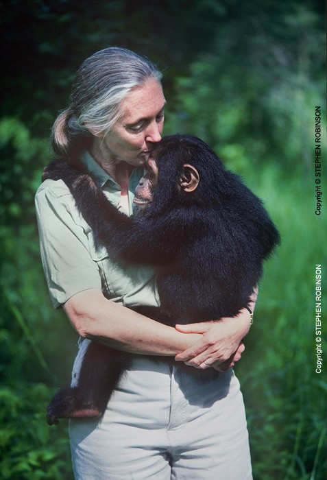 001_MApCG_14V-Jane-Goodall-comforting-young-chimpanzee