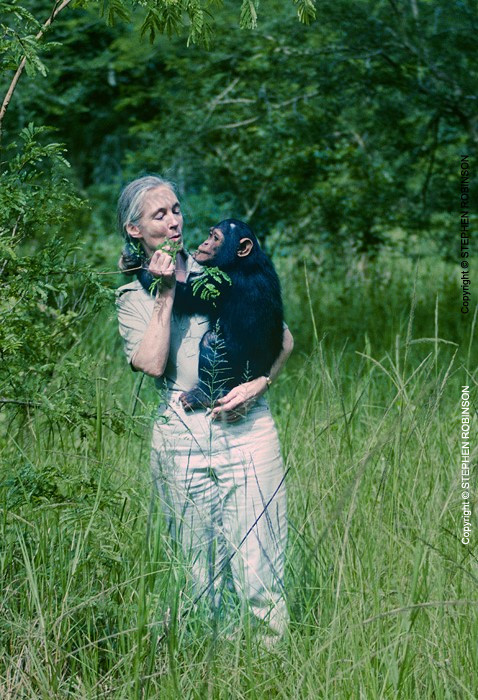 003_MApCG_15V-Jane-Goodall-carrying-young-chimpanzee