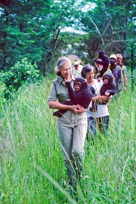 009_MApCG_52V-Jane-Goodall-with-Siddles-&-young-chimpanzees