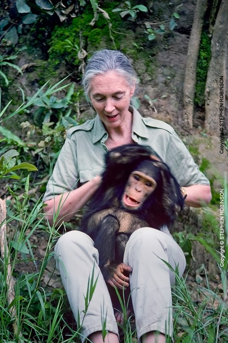 027_MApCG_31V-Jane-Goodall-playing-with-young-chimp