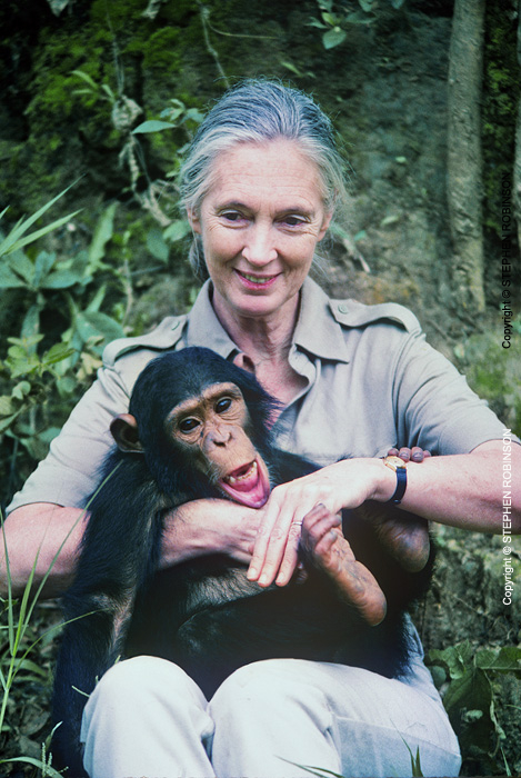 028_MApCG_32-Jane-Goodall-playing-with-young-chimpanzee