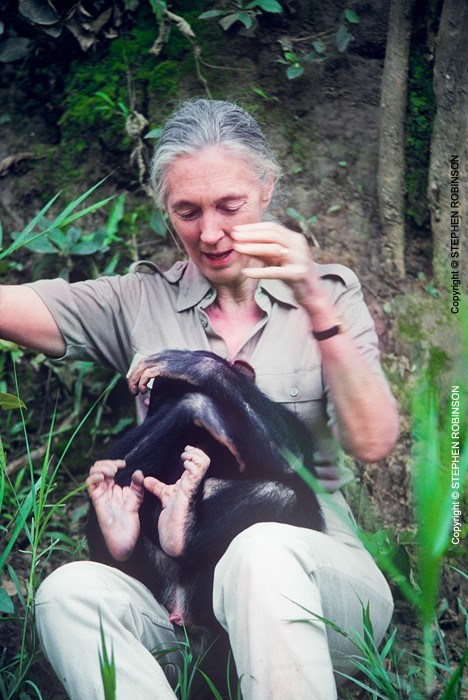 030_MApCG_28-Jane-Goodall-playing-with-young-chimpanzee