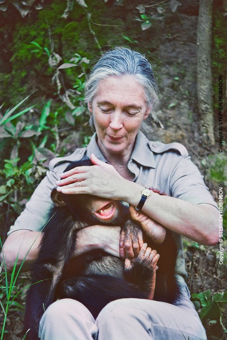 034_MApCG_34V-Jane-Goodall-playing-with-young-chimpanzee