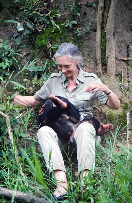 035_MApCG_35V-Jane-Goodall-playing-with-young-chimpanzee