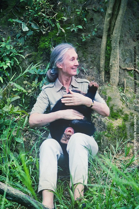 038_MApCG_38VA-Jane-Goodall-playing-with-young-chimpanzee