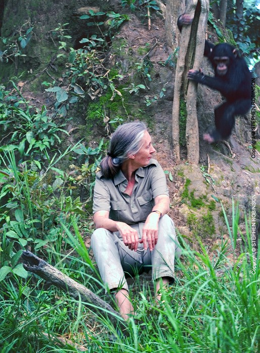 040_MApCG_39V-Jane-Goodall-with-young-chimpanzee