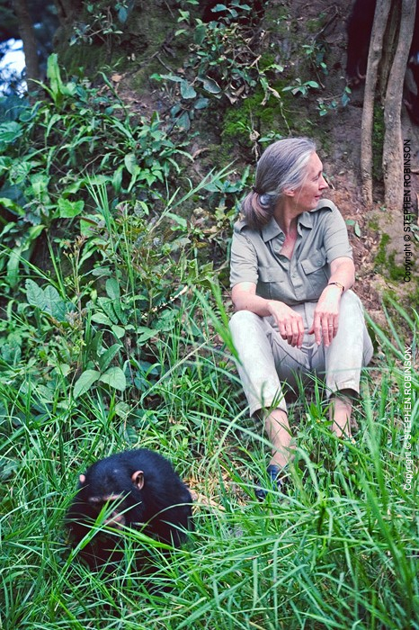 041_MApCG_40V-Jane-Goodall-with-young-chimpanzee