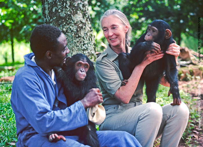 044_MApCG_43-Jane-Goodall-with-African-sanctuary-worker-&-young-chimpanzees