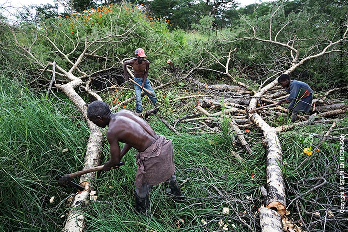 029_FTD.9825-Tree-Cutting-for-Charcoal-Zambia