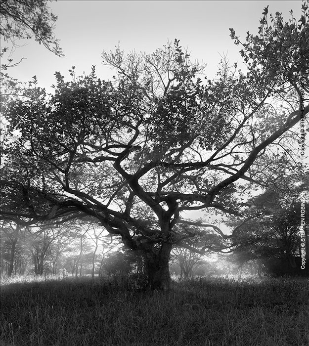 014_FT_9785559VBW-Queen-of-Trees--Ficus-sycomorus-sfw
