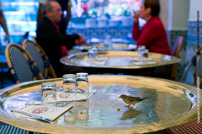 004_UFr.1651-Bird-in-Cafe-Paris