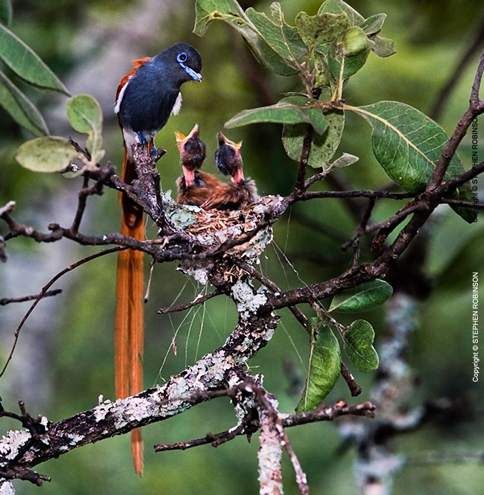 006_B39F.6-African-Paradise-Flycatcher-male-at-nest-Terpsiphone-viridis-
