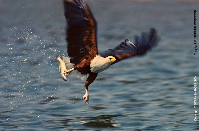 016_B11F.214A-African-Fish-Eagle-action