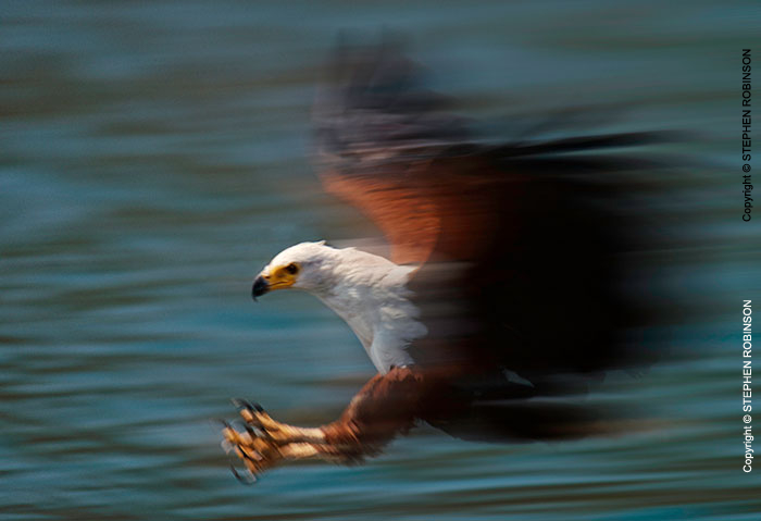 018_B11F.1039A-African-Fish-Eagle-action