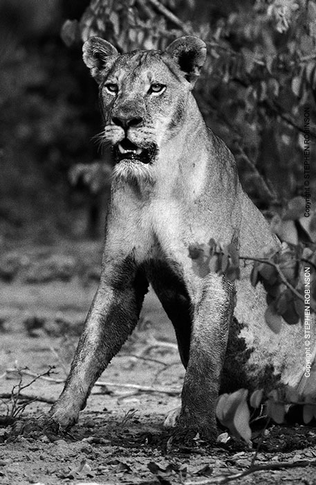 002_ML.515BW-Lioness-at-Alert-Hwange-Zimbabwe