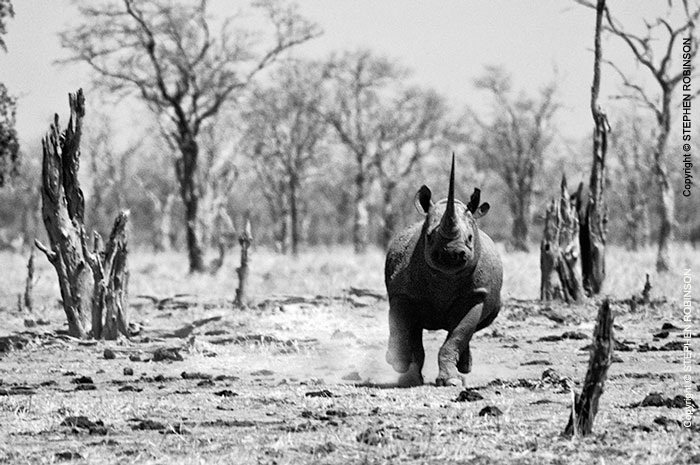 012_MR.25BWA-EXTINCT-Black-Rhino-charge-Luangwa-Valley-Zambia