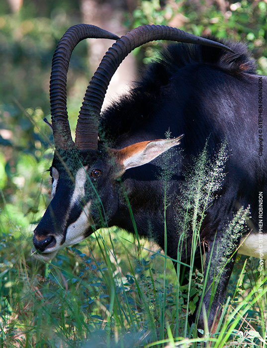 046_MAS.8272VA-Sable-Antelope-Bull-close-up-N-Zambia